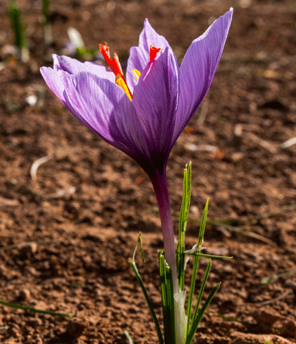 Crocus sativus
 	2% de safranal ; 3% de crocines