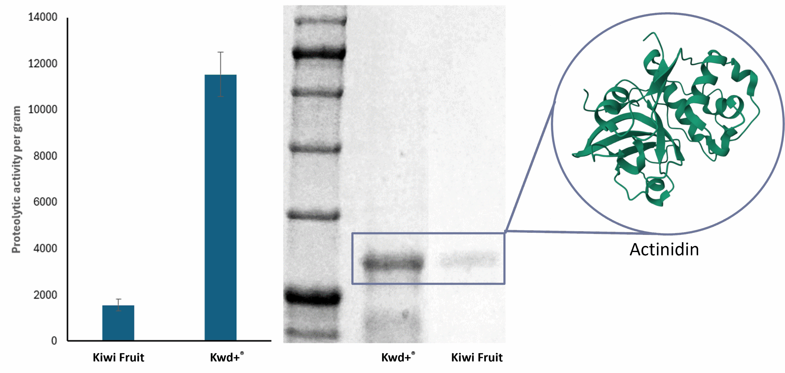 Imagen1 Kwd+ +protein digestion booster