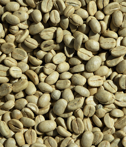 Coffea arabica
 	50% d’acides chlorogéniques ;